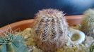 Echinocereus perbellus (E. reichenbachii v. perbellus) (-20 C)