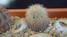 Echinocereus fitchii (-20 C)