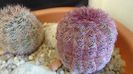 Echinocereus rigidissimus v. rubispinus (-12 C)