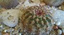 Echinocereus viridiflorus (-20 C)