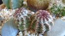 Echinocereus viridiflorus (-20 C)