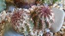 Echinocereus viridiflorus (-20 C)