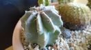 Echinocereus subinermis (-2 C)
