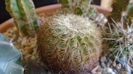 Echinocereus carmenensis (Echino. viridiflorus ssp. correllii  -10 C)