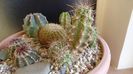 Echinocereus stramineus (Strawberry Cactus sau Pitaya) (-10C)