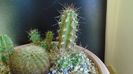 Echinocereus stramineus (Strawberry Cactus sau Pitaya) (-10C)