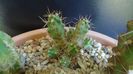 Echinocereus blankii (-6 C)