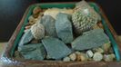 Pelecyphora strobiliformis & Pelecyphora aselliformis