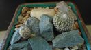 Pelecyphora strobiliformis & Pelecyphora aselliformis