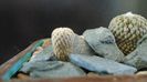 Pelecyphora strobiliformis & Pelecyphora aselliformis