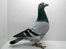 RO 15 0490324 F