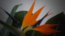 Strelitzia reginae