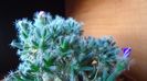 Trichodiadema densum, boboc