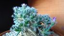 Trichodiadema densum, boboc