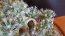 Trichodiadema densum, boboc