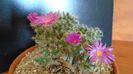 Trichodiadema densum