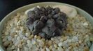 Eriosyce (Neoporteria) occulta
