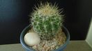 Eriosyce (Neoporteria) subgibbosa