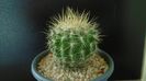 Eriosyce (Neoporteria) subgibbosa