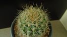 Eriosyce (Neoporteria) subgibbosa