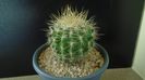 Eriosyce (Neoporteria) subgibbosa