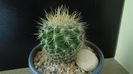 Eriosyce (Neoporteria) subgibbosa