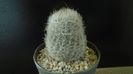 Eriosyce senilis (Neoporteria nidus)