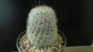 Eriosyce senilis (Neoporteria nidus)