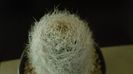 Eriosyce senilis (Neoporteria nidus)