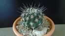 Eriosyce (Neoporteria, Islaya) islayensis