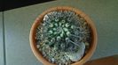 Eriosyce (Neoporteria, Islaya) islayensis
