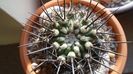 Eriosyce (Neoporteria, Islaya) islayensis