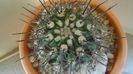 Eriosyce (Neoporteria, Islaya) islayensis