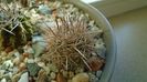 Eriosyce (Neoporteria) subgibbosa