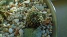 Eriosyce (Thelocephala) napina