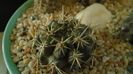 Eriosyce (Neoporteria) curvispina ssp. tuberisulcata