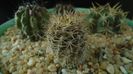 Eriosyce (Neoporteria) subgibbosa