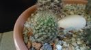 Eriosyce senilis (Neoporteria nidus)