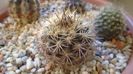 Eriosyce (Neoporteria) subgibbosa