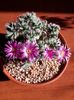 Revelion 2020: Trichodiadema densum