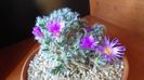 Revelion 2020: Trichodiadema densum