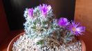 Revelion 2020: Trichodiadema densum