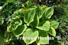 Hosta Leola-Fraim in loc de