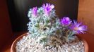 Revelion 2020: Trichodiadema densum