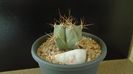 Echinocactus platyacanthus
