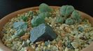 Grup de 5 Lophophora
