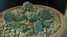 Grup de 5 Lophophora