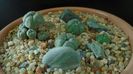 Grup de 5 Lophophora