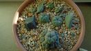 Grup de 5 Lophophora