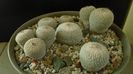 Grup de 6 Epithelantha
